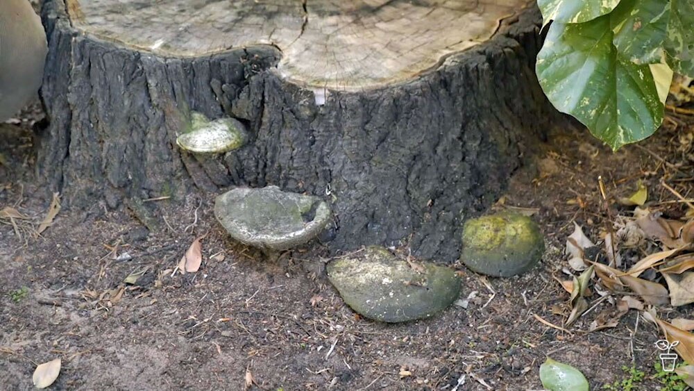 Tree Stump Fungi