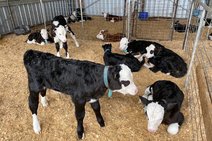 Half a dozen newly born dairy calves in a nursery shed.