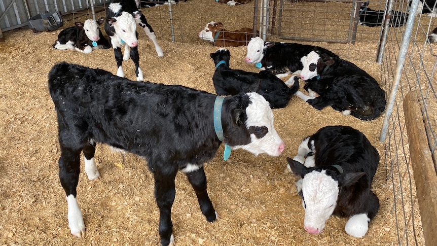 Half a dozen newly born dairy calves in a nursery shed.