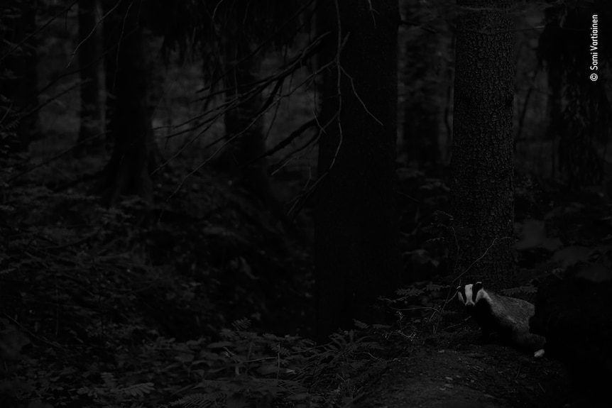 Badger en un bosque por la noche