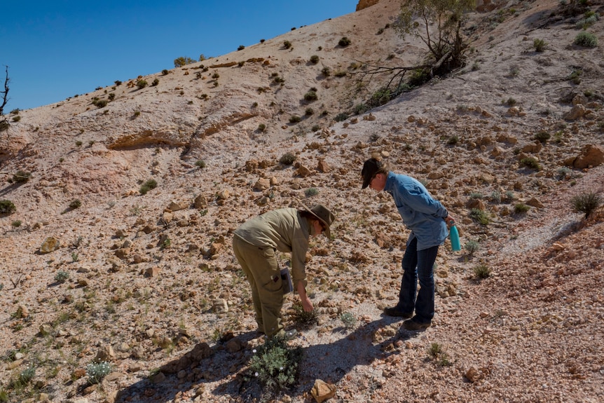 Two people on a barren desert incline examines a flower.