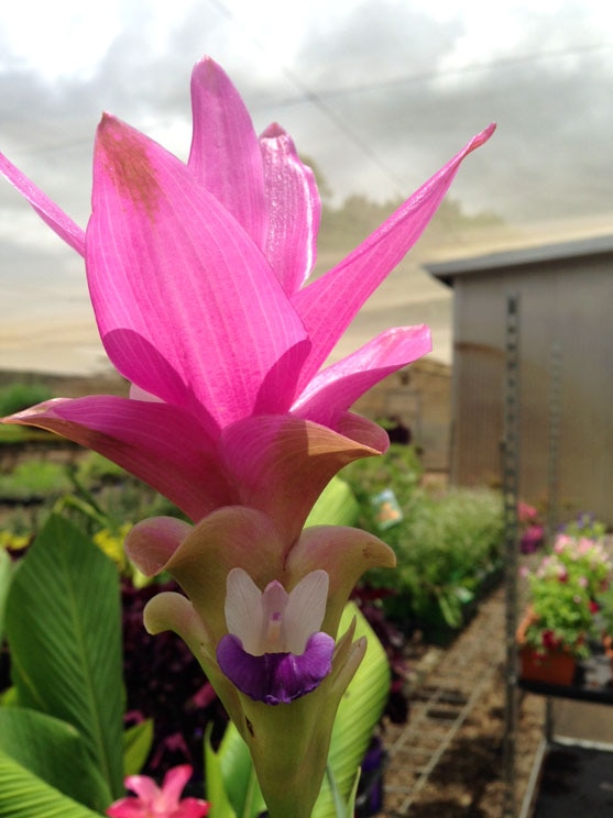 A bright pink, purple and white ginger flower