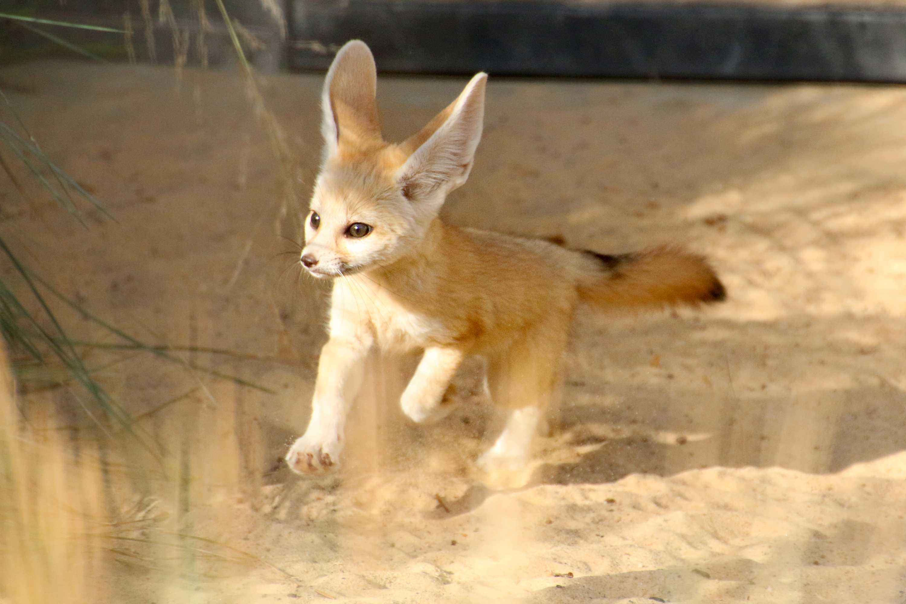 Taronga Zoo Welcomes Energetic Fennec Fox Baby As It Emerges From Nesting Box Abc News