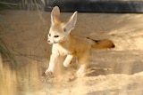 A newborn Fennec Fox kit, born at Sydney's Taronga Zoo, runs in its enclosure.