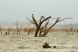 More criticism: a group of scientists wants the draft Murray Darling Basin plan withdrawn