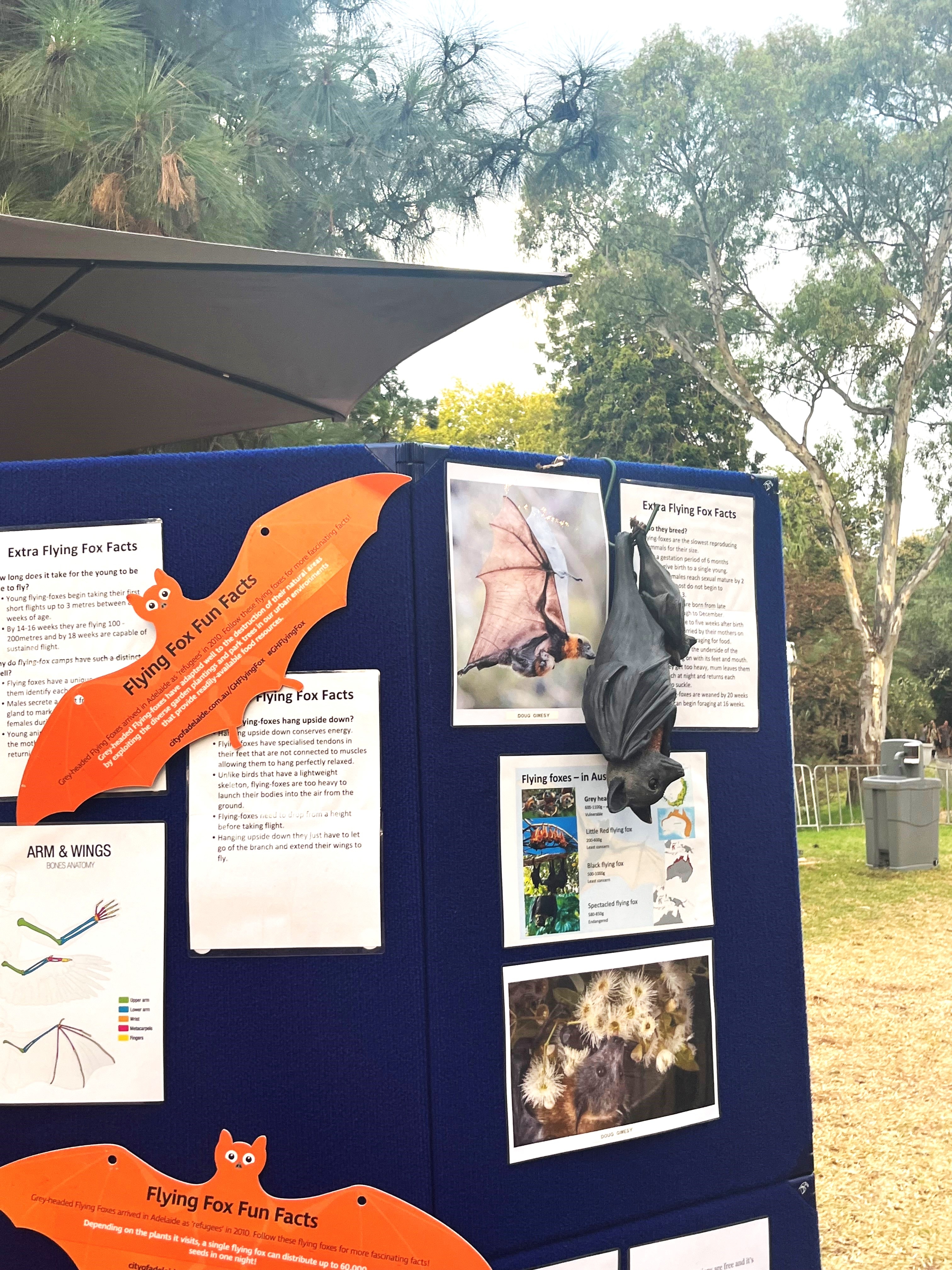 Board displaying information sheets and bat cut outs and bat models
