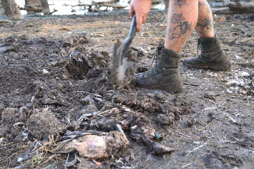 An anti-hunting protester digs up dead ducks from a pit in the Koorangie State Game Reserve. March 2017