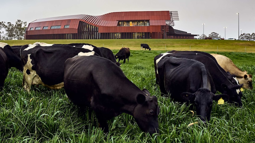 Cows eat grass in front of large, red processing facility and dairy.