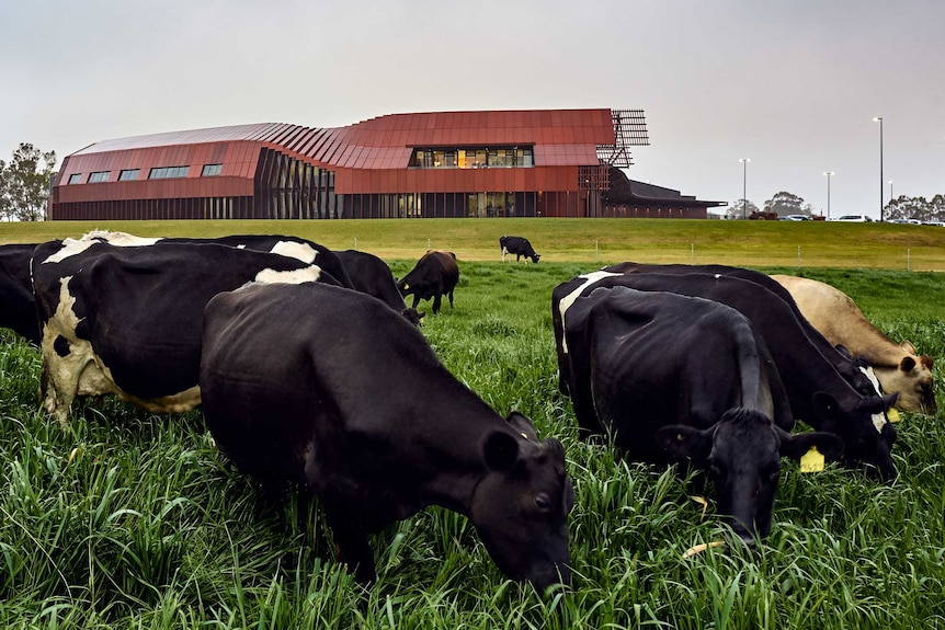 Cows eat grass in front of large, red processing facility and dairy.