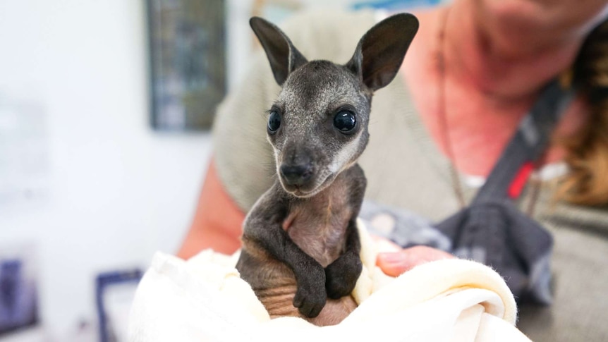 A young brown and sprightly wallaby wrapped in a white blanket looks at the camera.