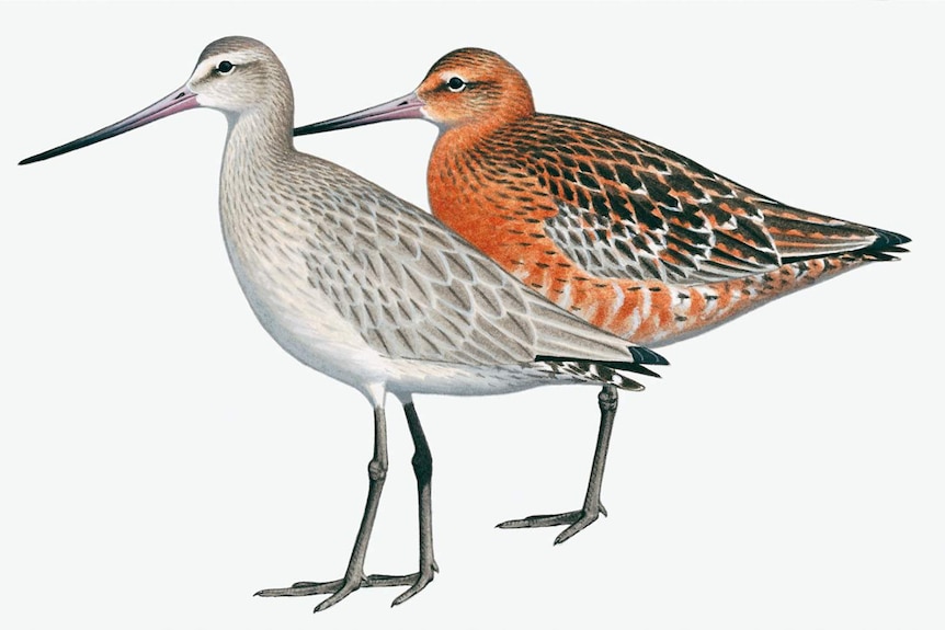 Illustration of male and female Bar-tailed godwit birds