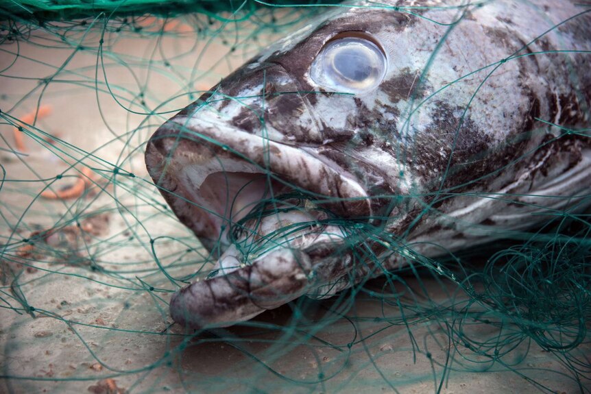 A close-up of a Patagonian toothfish caught in a net.