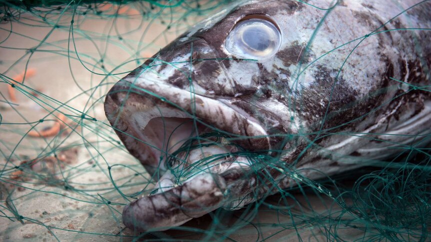 A close-up of a Patagonian toothfish caught in a net.