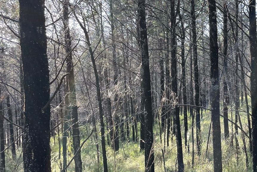 A forest of dark trees with green grass between.