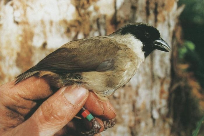 A small bird sits on the hand of a man.