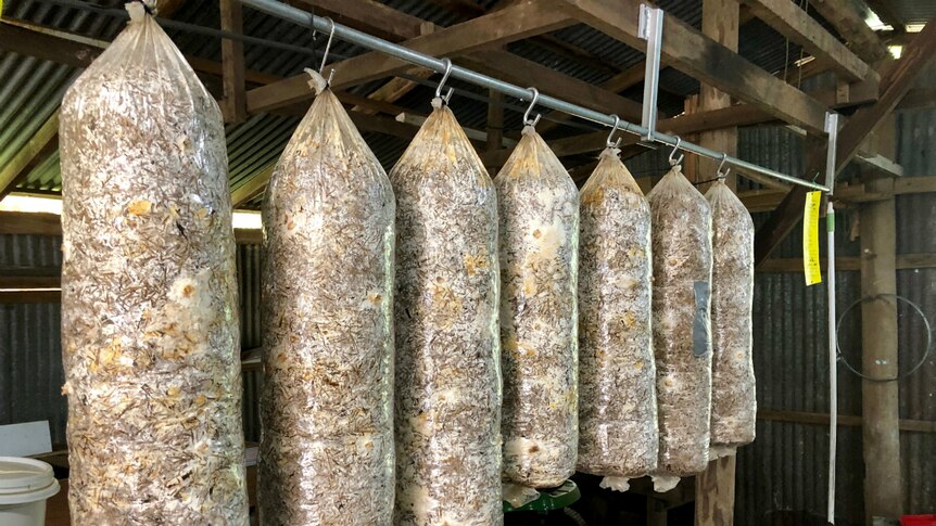 Bags filled with cane mulch hanging from a rod in the rafters of the old shed.