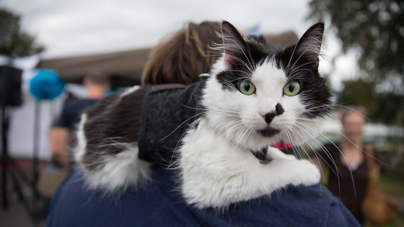 A black and white cat sitting on a person's shoulders
