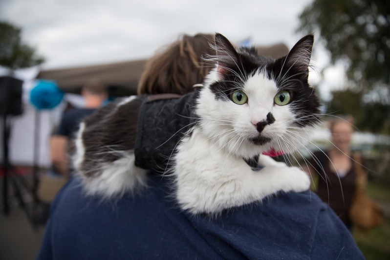 A photogenic cat at the RSPCA's Next Top Pet competition in Canberra.