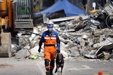 A Japanese rescue worker with a working dog walks past the rubble of the CTV building