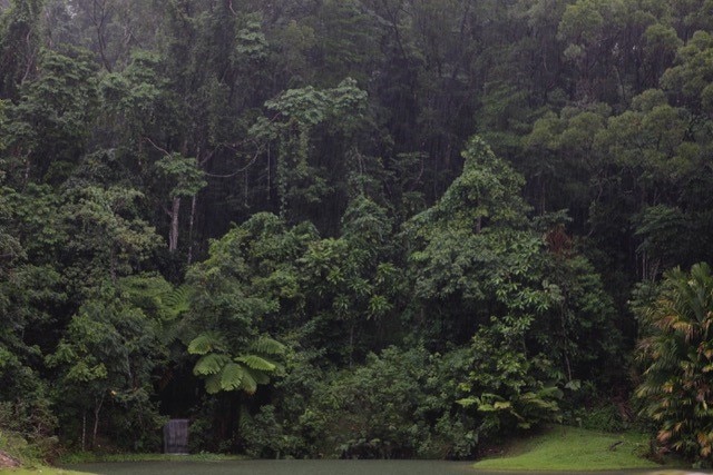Dense, green rainforest with a small lake in front.