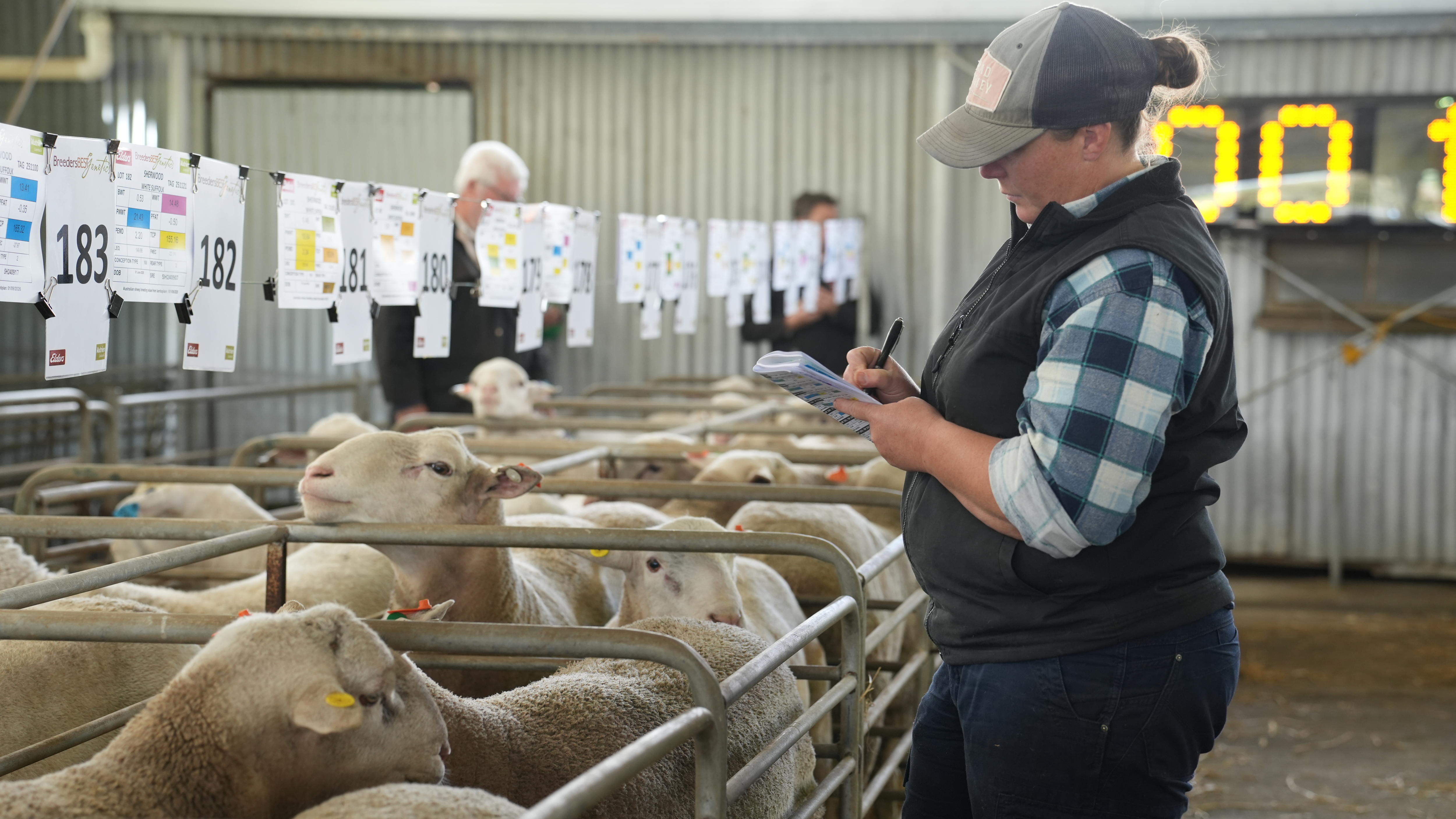 Ram sale yards
