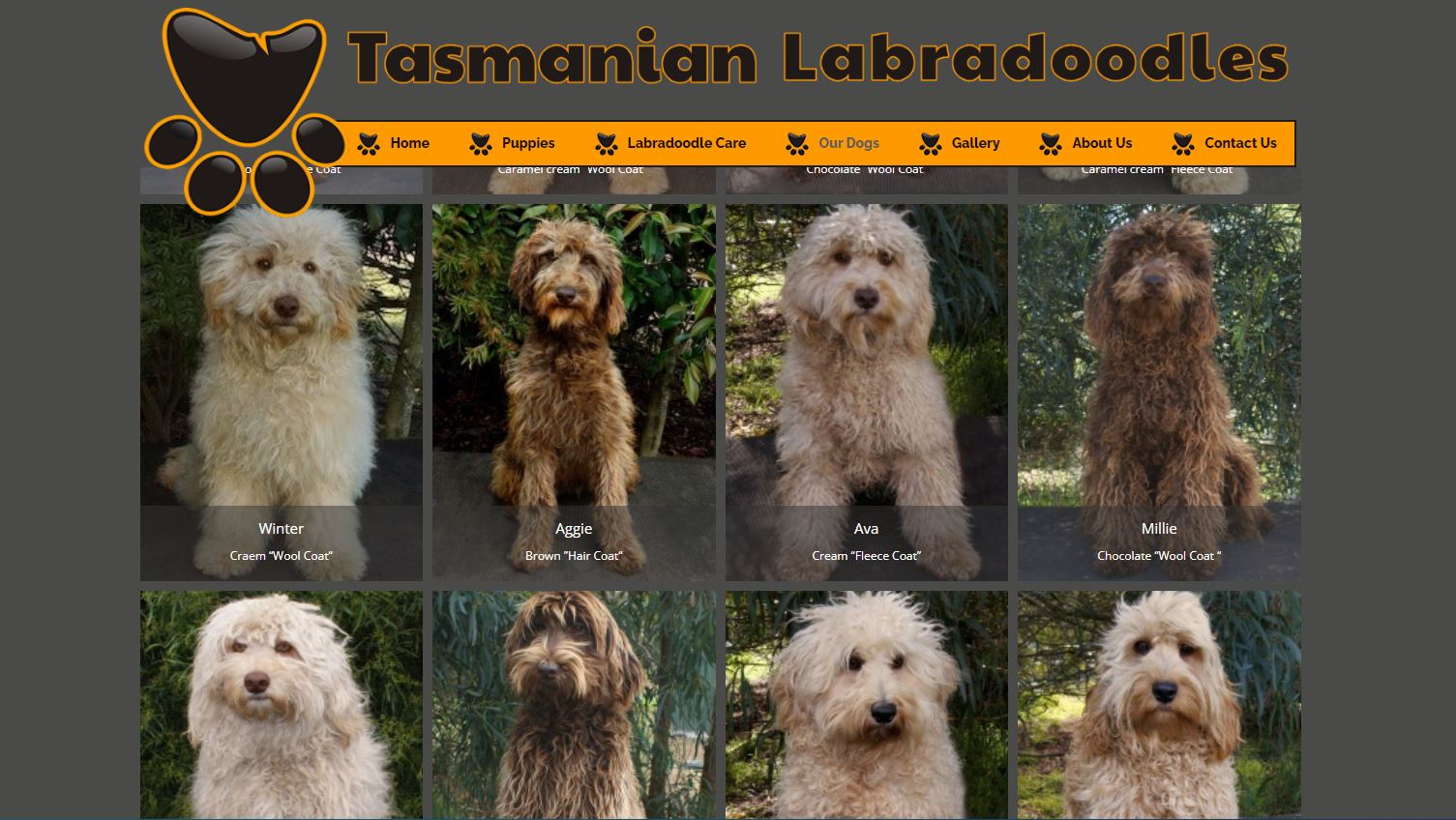 Tasmanian Labradoodles website.