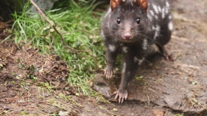 Eastern quolls to be reintroduced to Australian mainland