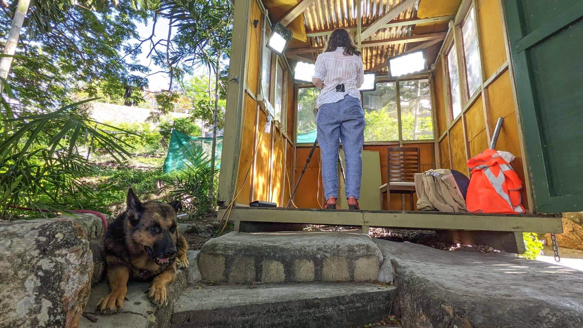 A German Shepherd takes a rest on a step, while a young woman speaks into a camera in the background 