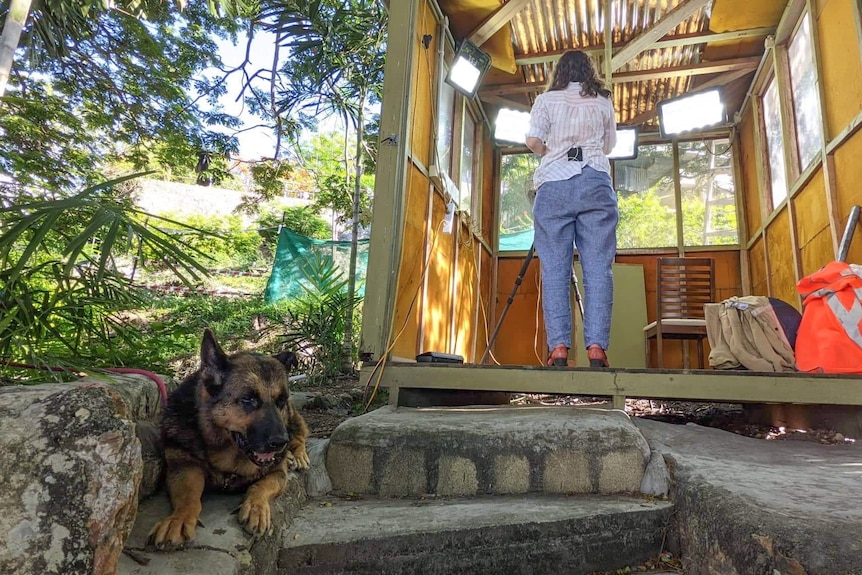 A German Shepherd takes a rest on a step, while a young woman speaks into a camera in the background 