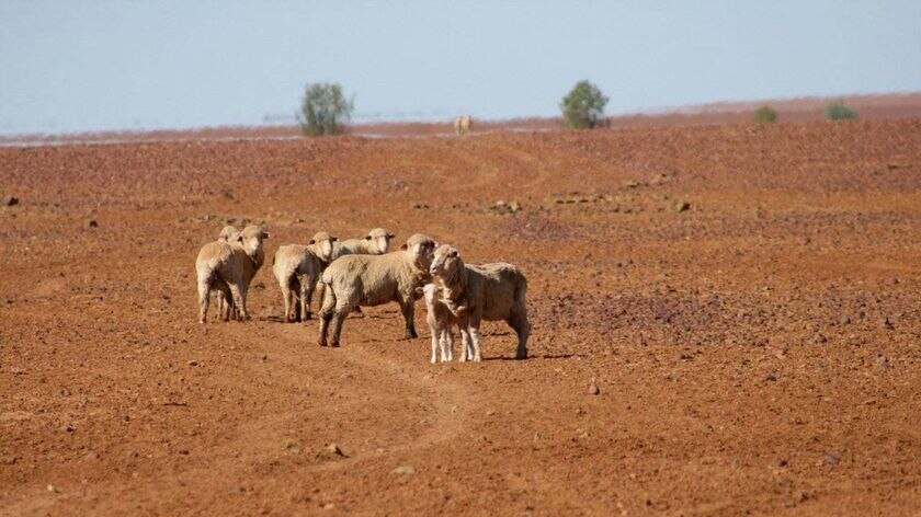 Sheep stand on the parched ground