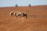 Sheep stand on the parched ground