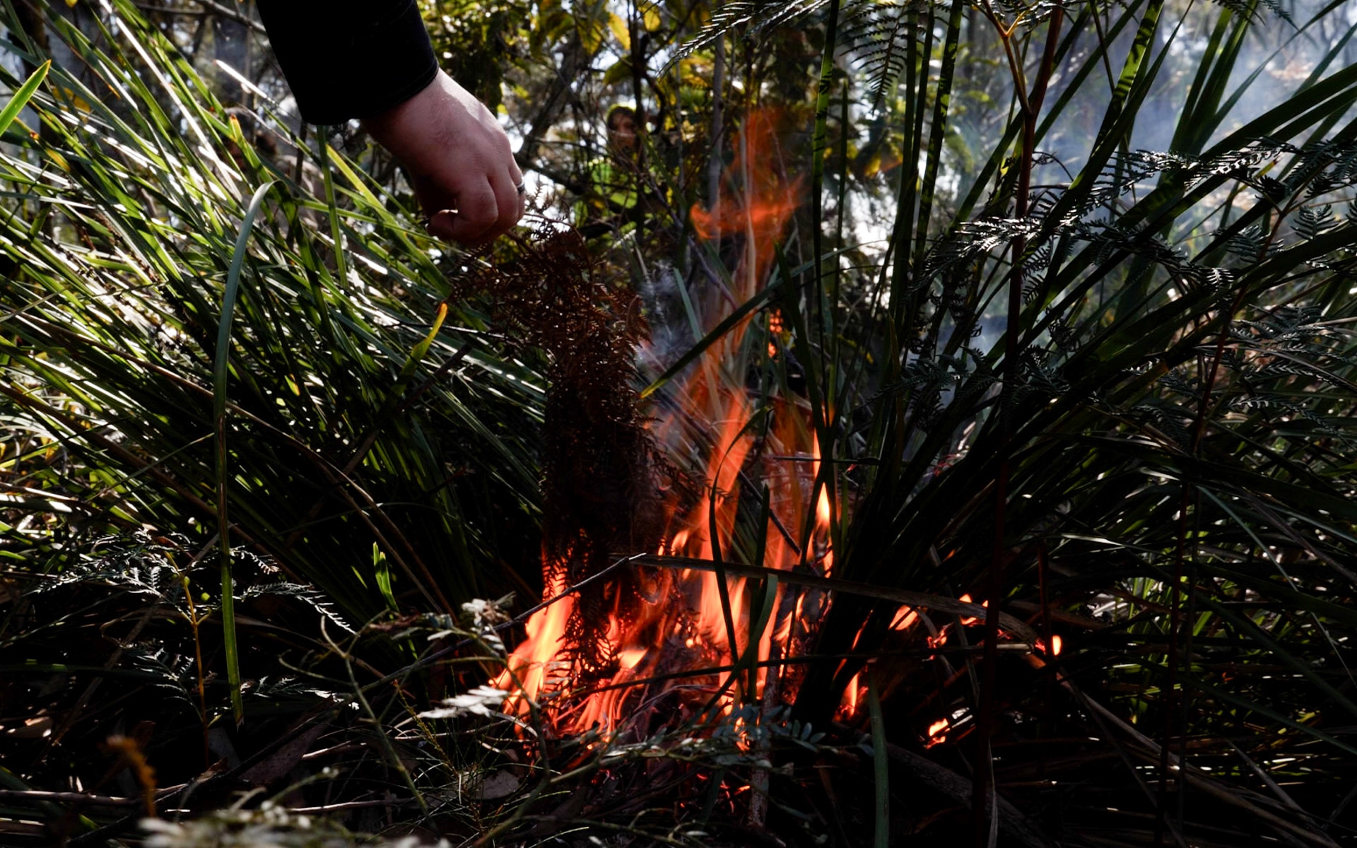 Un pequeño fuego en la hierba lomandra, con una mano para encender un trozo de helecho seco