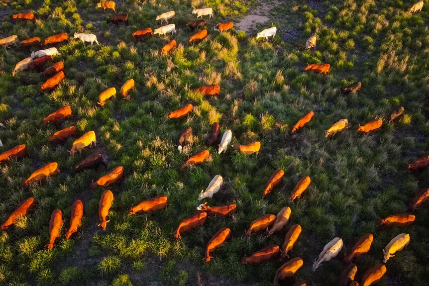 Aerial view from drone, over red coloured cattle in tall green grass.