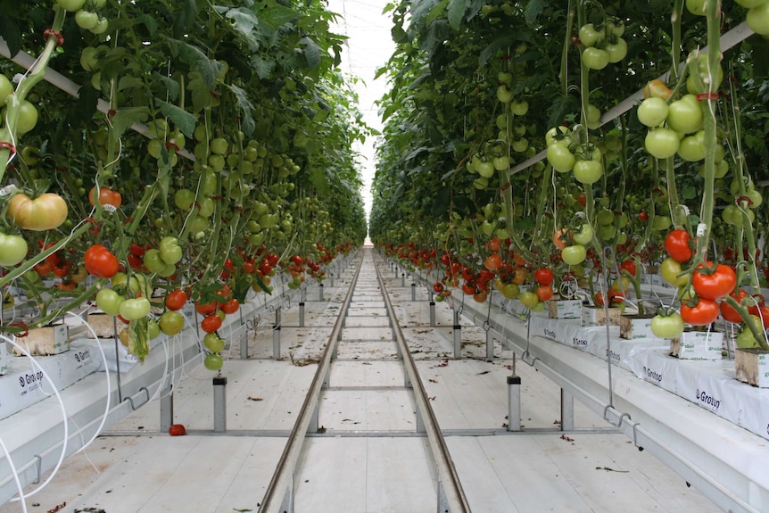 Greenhouse tomatoes