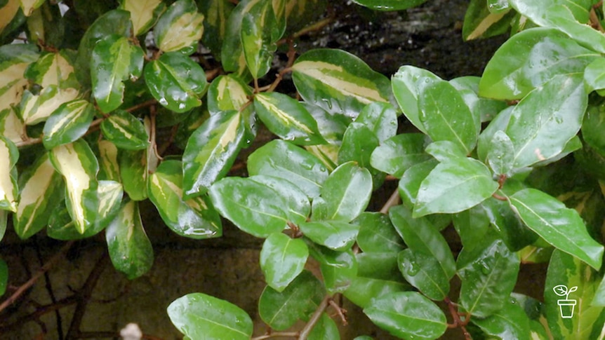 Garden plant with mixture of green leaves and variegated leaves