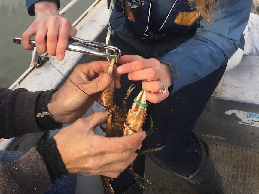 Murray crayfish claws are clipped prior to journey down the NSW Murray River for restocking program at Echuca Moama