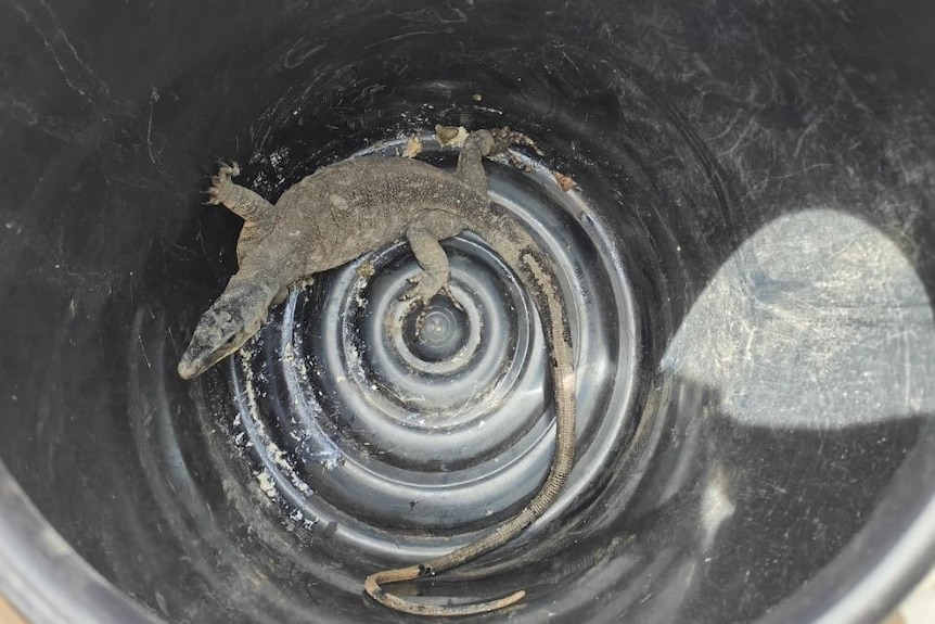 A goanna in a bucket