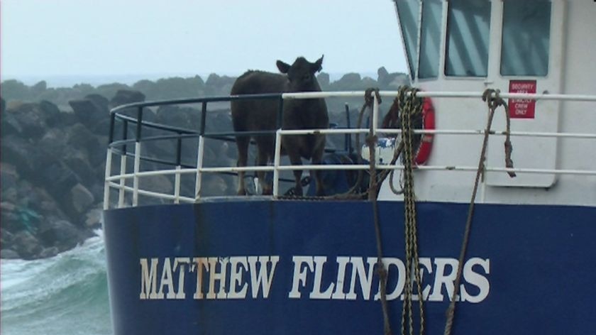 Cow stands on deck of Matthew Flinders.