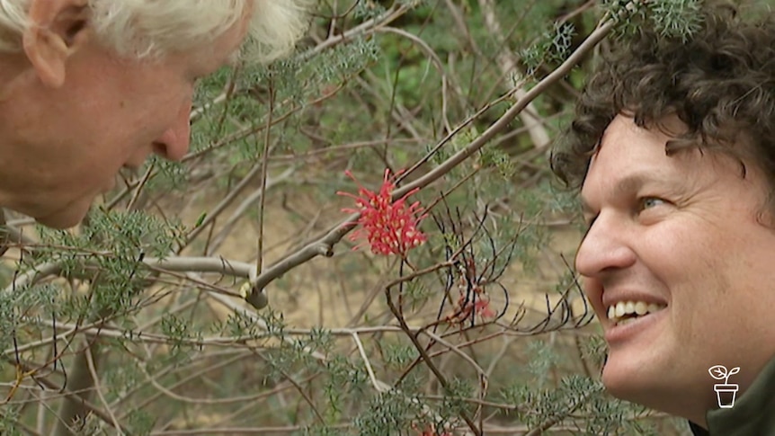 Two men looking at Australian native flower growing on shrub