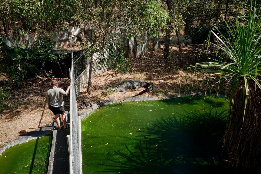 Erin Britton is seen feeding her pet crocodile from overhead.