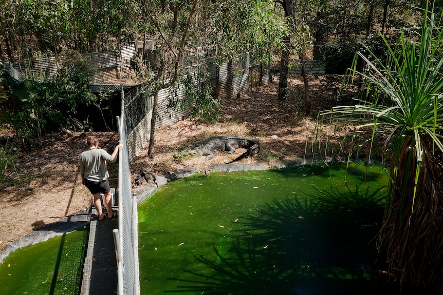 Erin Britton is seen feeding her pet crocodile from overhead.