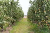 New blush pears growing in test orchard in Tatura