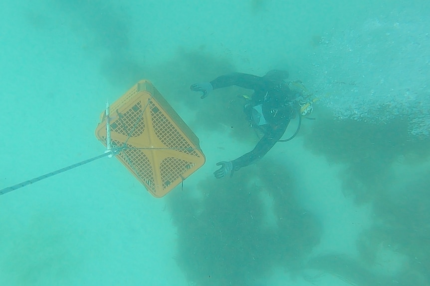 Underwater shot of a diver guiding a crate being lowered to the sea floor by rope. 