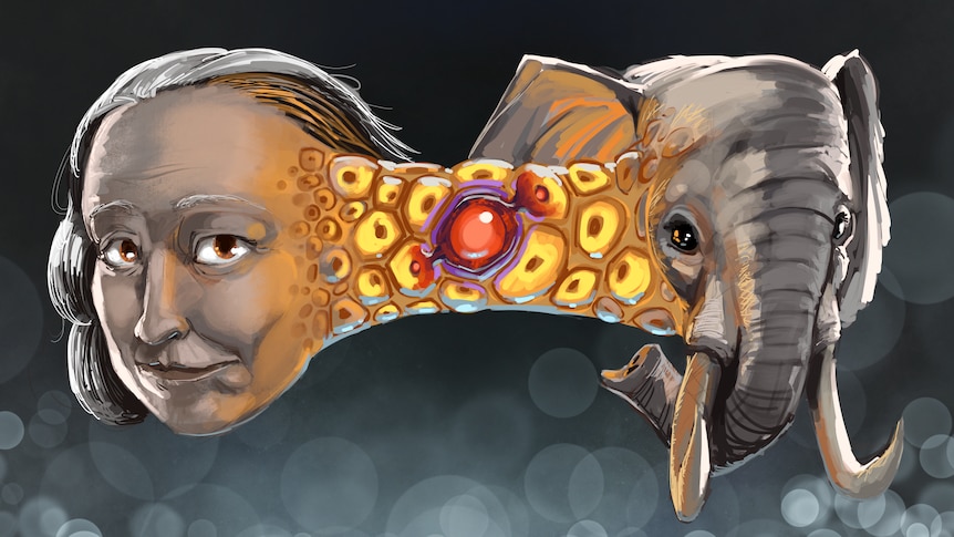 Illustration of a women and elephants' heads connected by a band of cancer