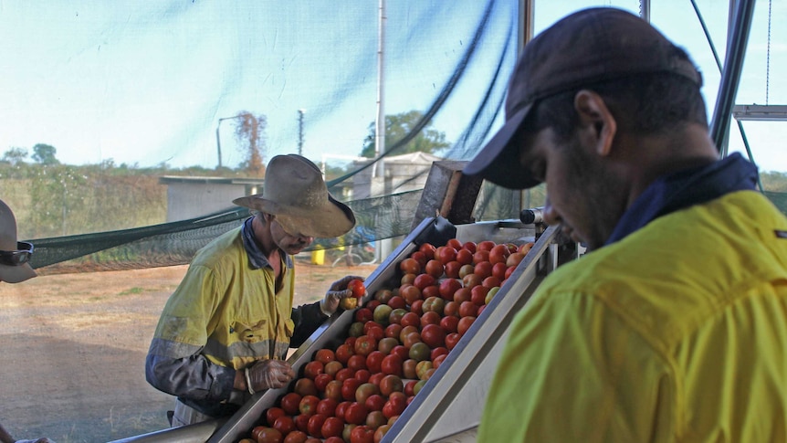 two men checking tomatoes as they are washed and travel up a conveyer belt.