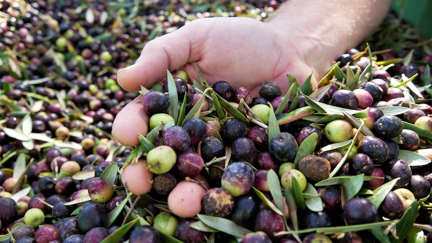 A close up photo of a man's hand scooping olives from a large pile of black and green olives with leaves in the mix