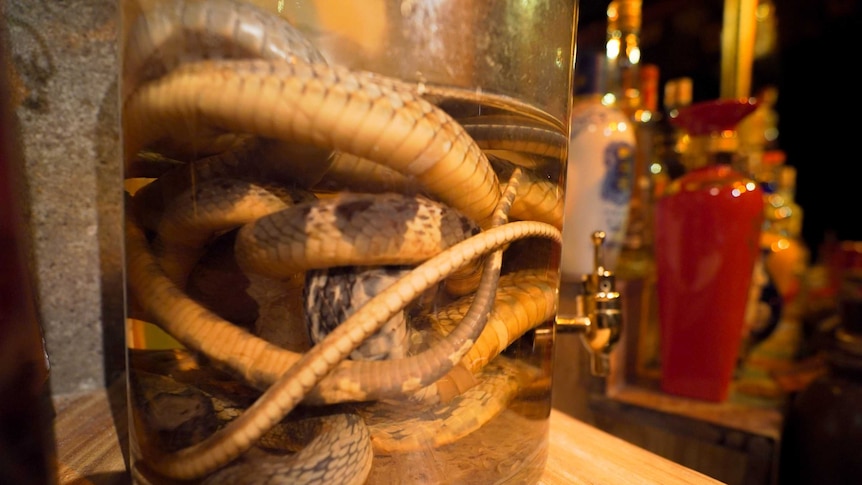 Snake in a jar in a Beijing bar