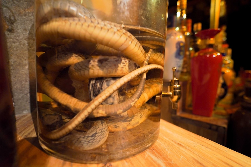Snake in a jar in a Beijing bar