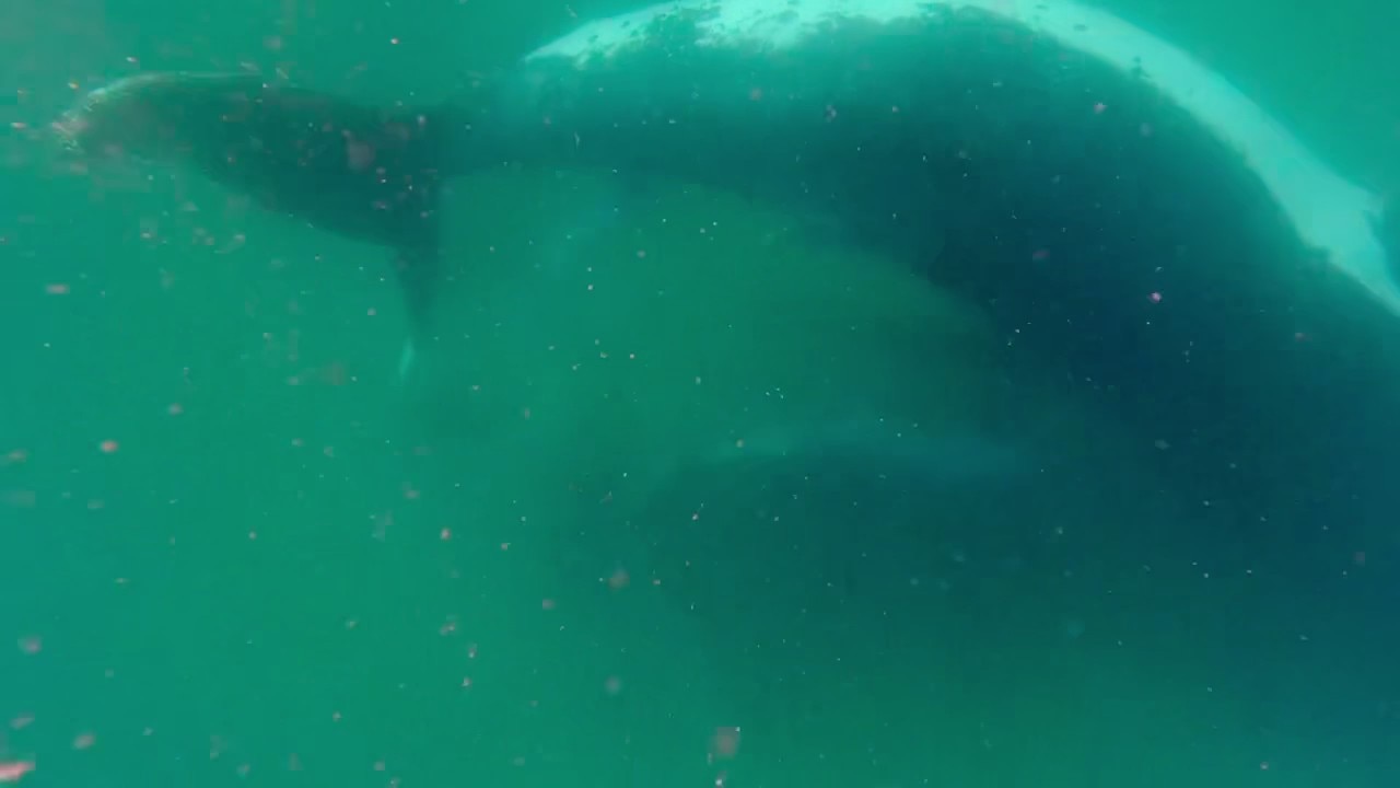 'Pretty emotional': Rare video shows humpback whale with stillborn calf
