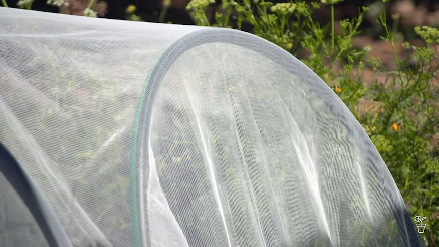 Netting covering a vegetable garden bed.